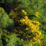 Il giallo della mimosa colora il savonese