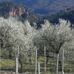 Un territorio nel segno dell’olio